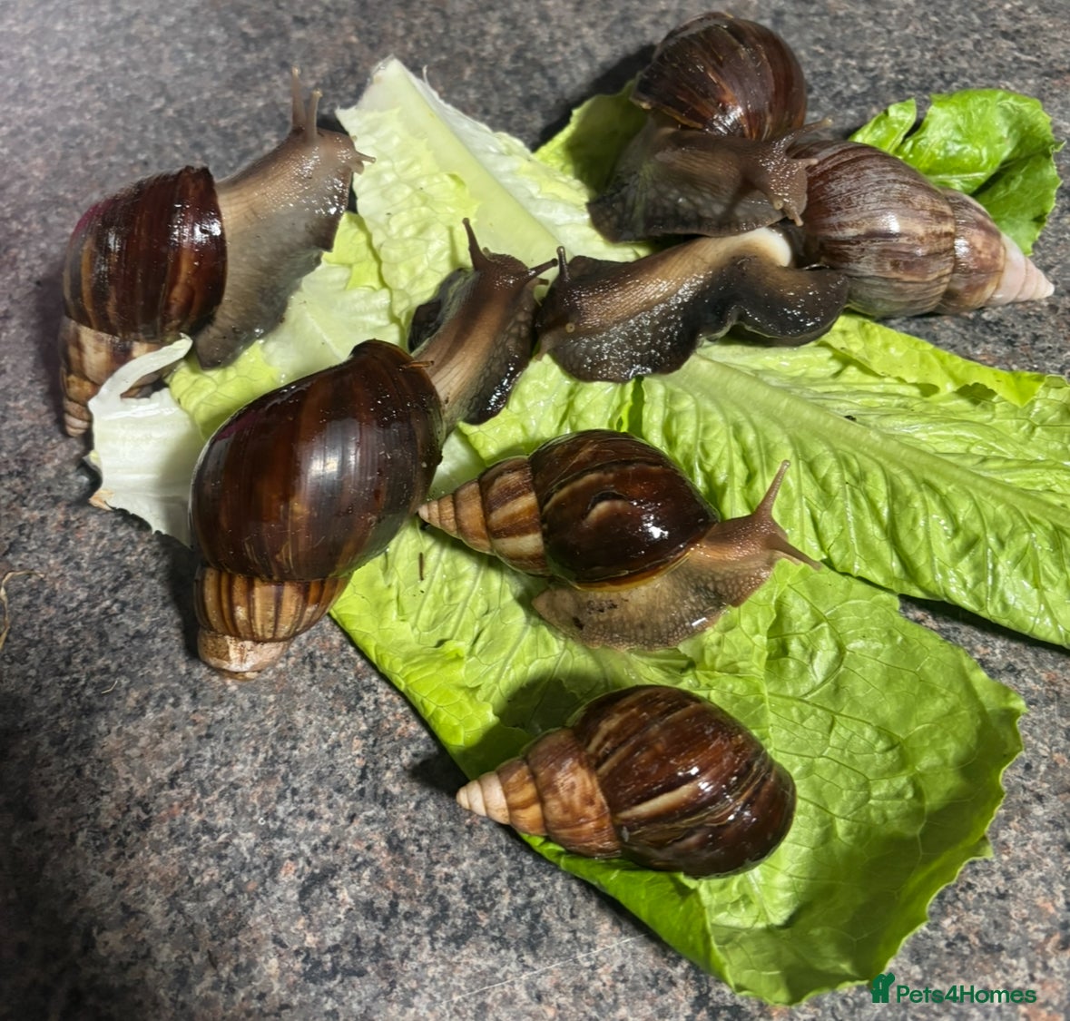Snails invertebrates Giant African land snails  - Advert 3