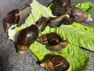 Snails invertebrates Giant African land snails - Advert 2