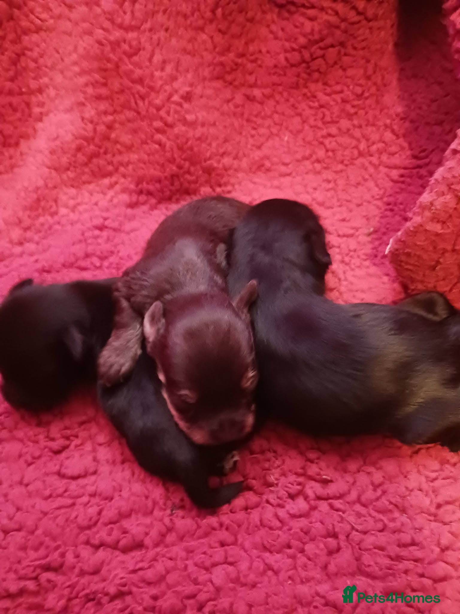 Miniature Schnauzer dogs SMALL MINI SCHNAUZERS - Advert 3