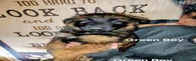 German Shepherd 4