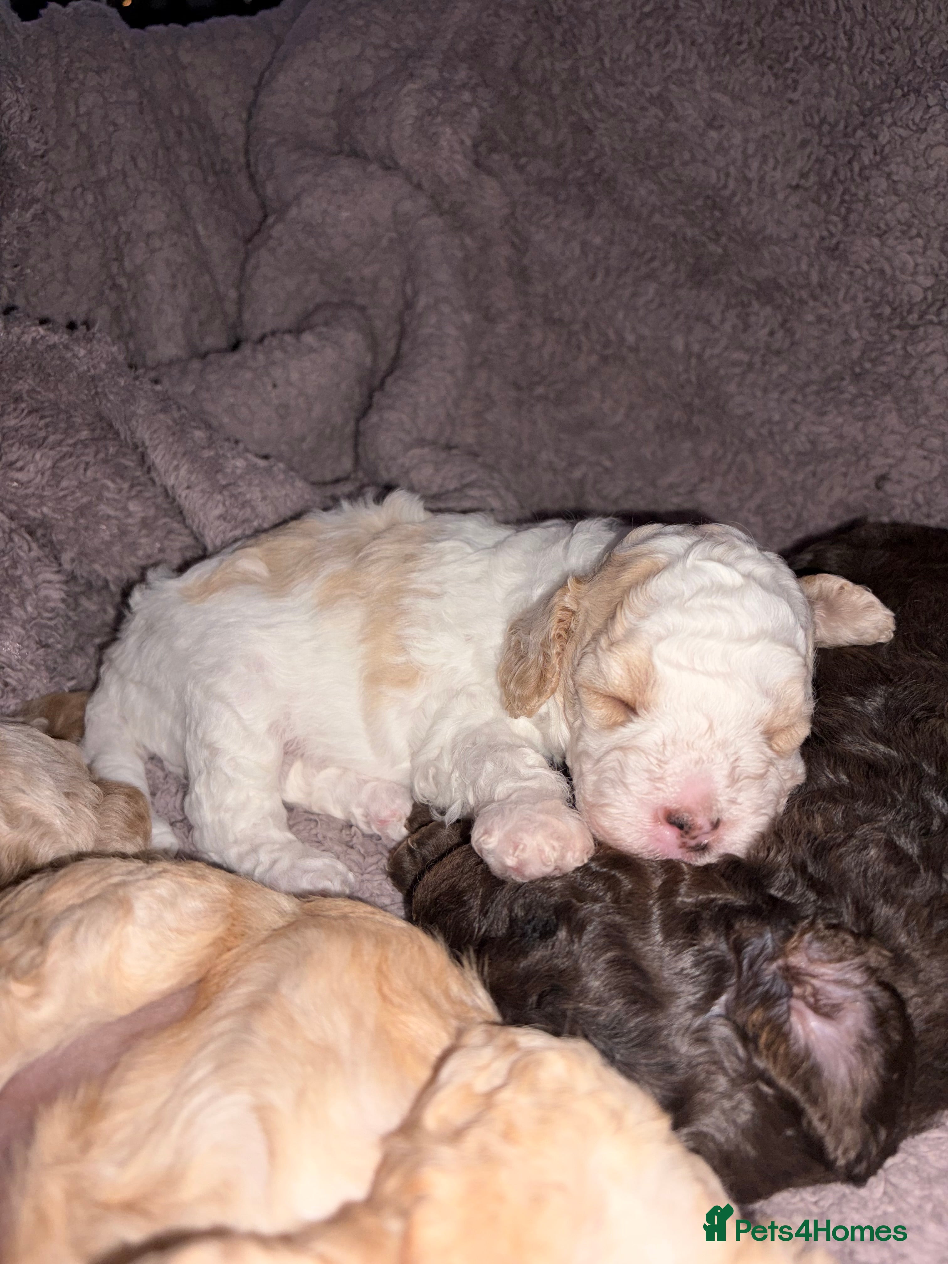 Cavapoo dogs Stunning cavapoo puppies  - Advert 2