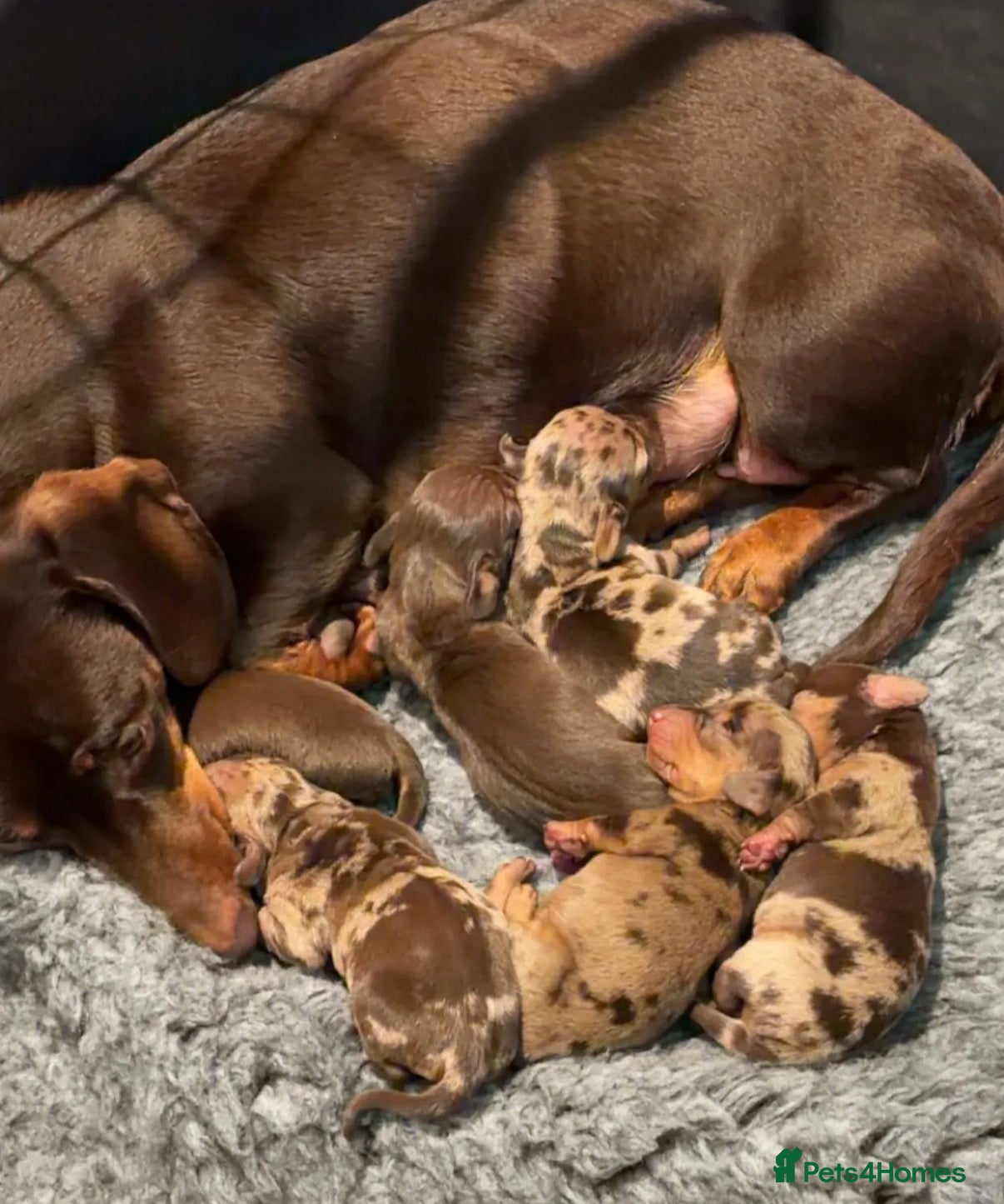 Miniature Dachshund dogs Gorgeous miniature dachshund puppies - Advert 9