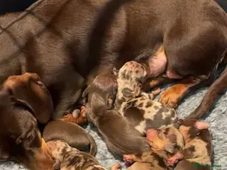 Miniature Dachshund dogs Gorgeous miniature dachshund puppies - Advert 9