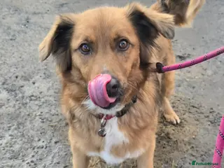 Mixed Breed dogs GINNY - Advert 5