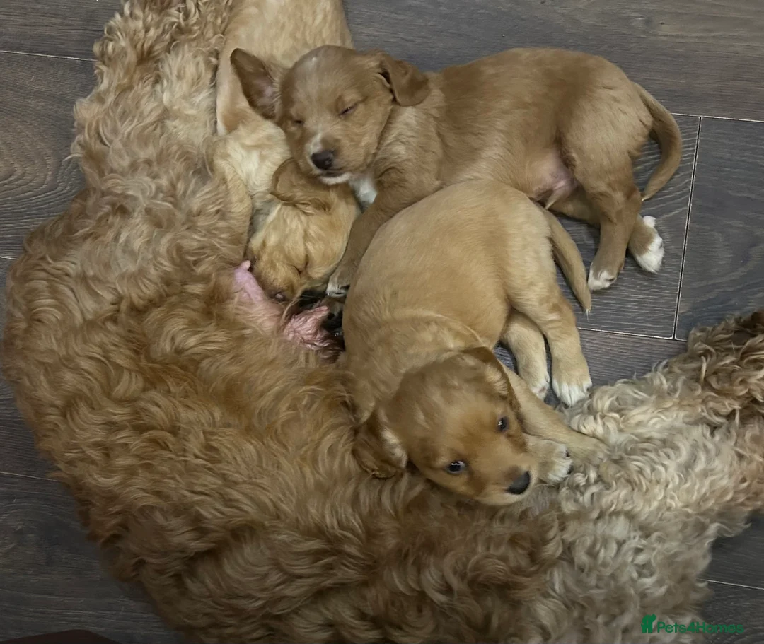 Cockapoo dogs for sale: Cockapoo puppy red male - Advert 21