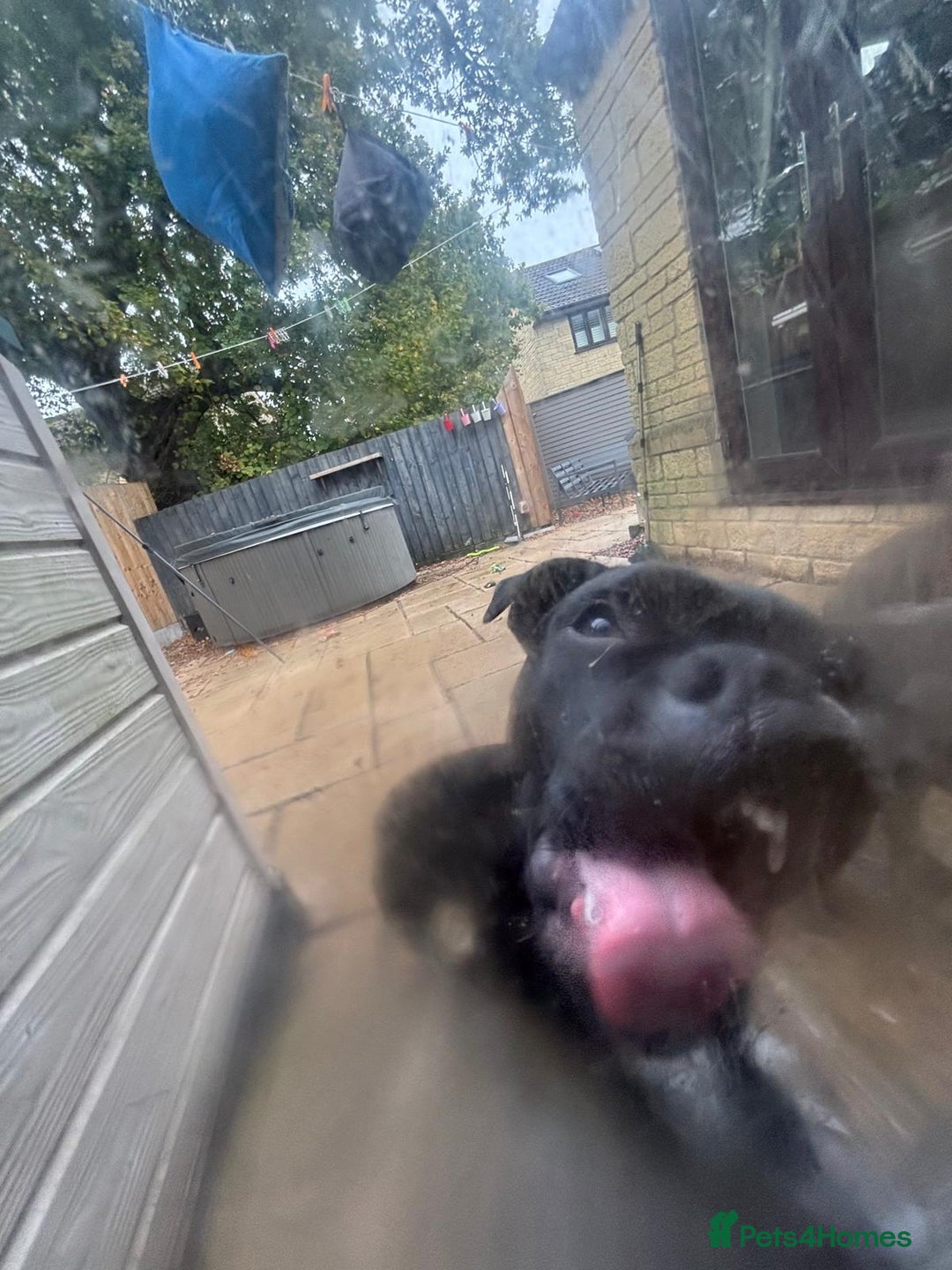 Staffordshire Bull Terrier dogs for sale: Absolutely stunning black boy - Advert 5