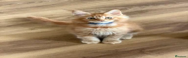 Maine Coon 2 (Blue Collar) Red Classic Tabby 