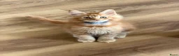 Maine Coon cats for sale: TICCA Registered MaineCoon Kittens  - Advert 20
