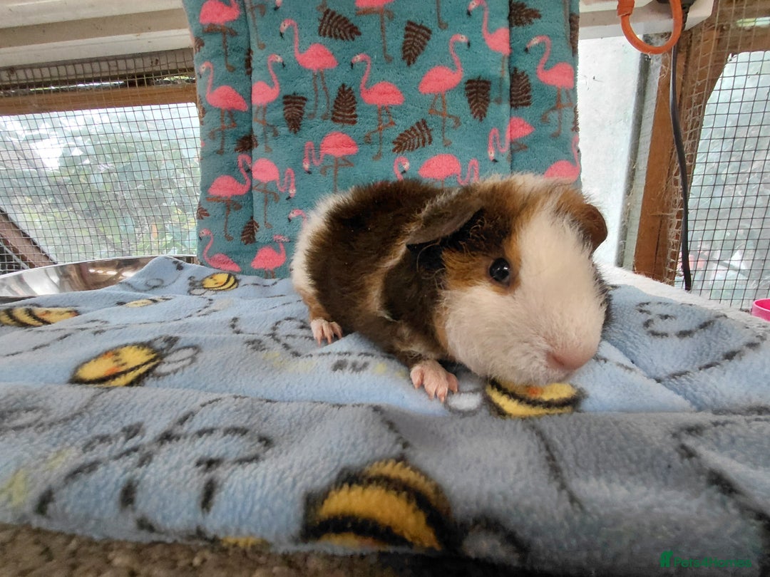 Guinea Pig rodents for sale: Baby Longhaired Brothers/Teddies Available RTR - Image 9