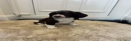 English Springer Spaniel dogs for sale: Exceptional ESS Puppies KC liver and white  - Advert 9