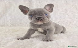 French Bulldog dogs for sale: Top Quality Lilac Girl Ready Now - Image 6