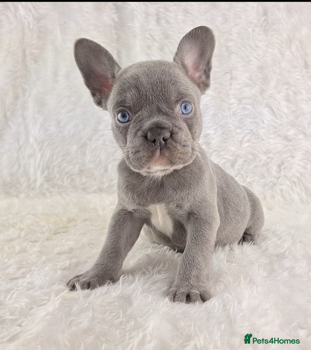 French Bulldog dogs for sale: Top Quality Lilac Girl Ready Now - Image 6