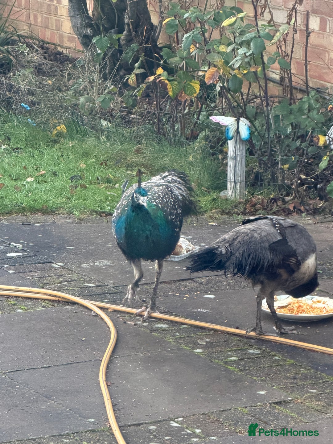 Peafowl poultry for sale: Peacock Peafowl 🦚  - Advert 5