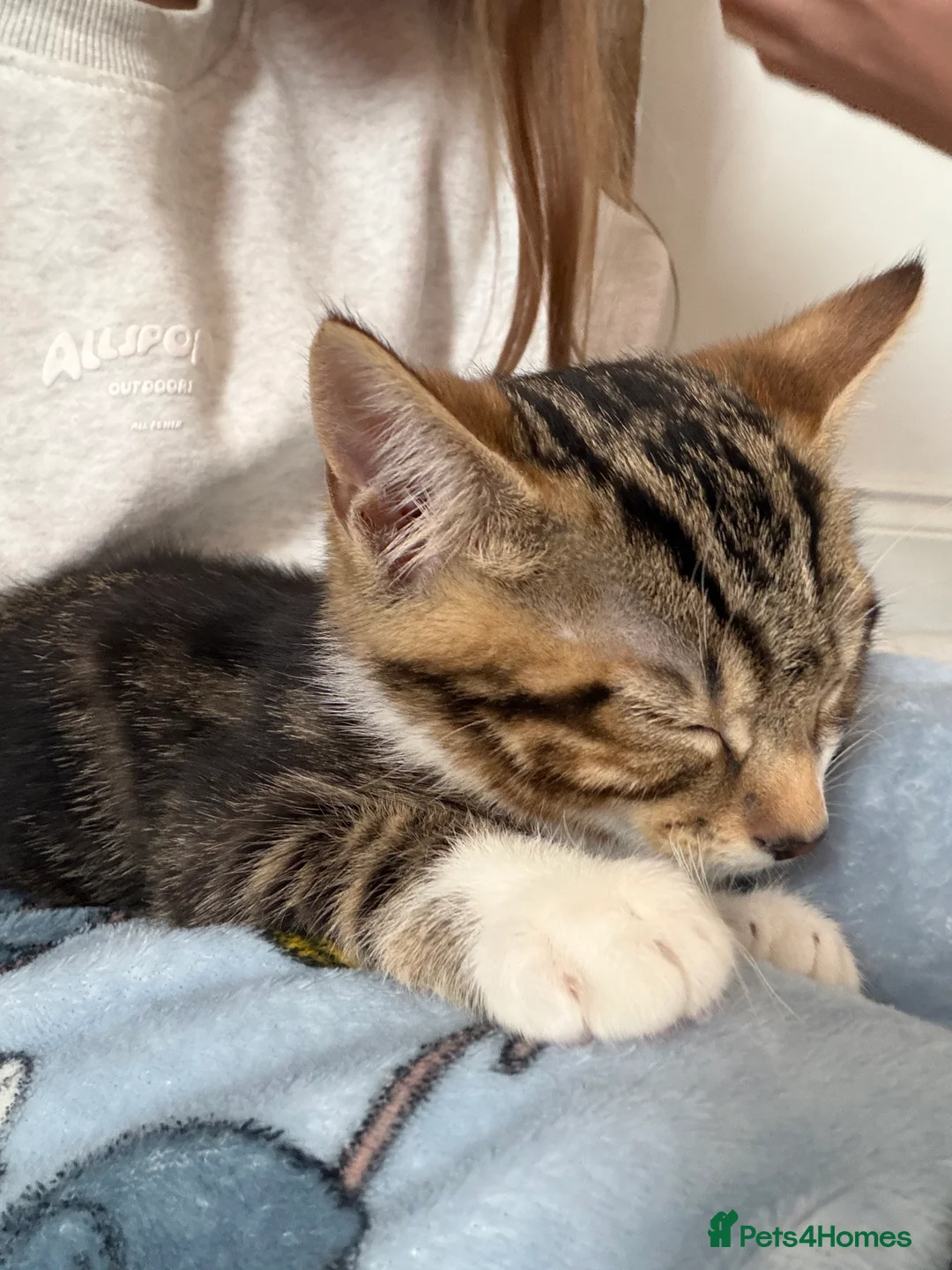 Mixed Breed cats for sale: Cute kitten, half breed - Advert 3
