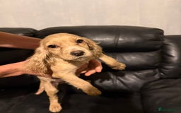 Cocker Spaniel dogs for sale: Cocker spaniels - Image 5