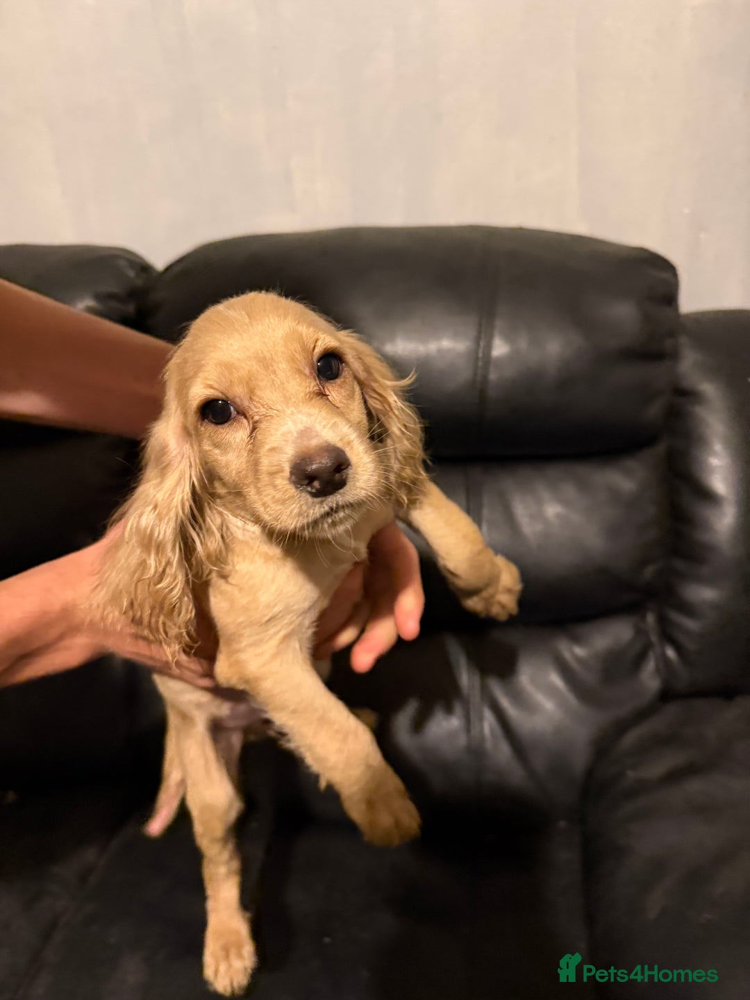 Cocker Spaniel dogs for sale: Cocker spaniels - Image 5