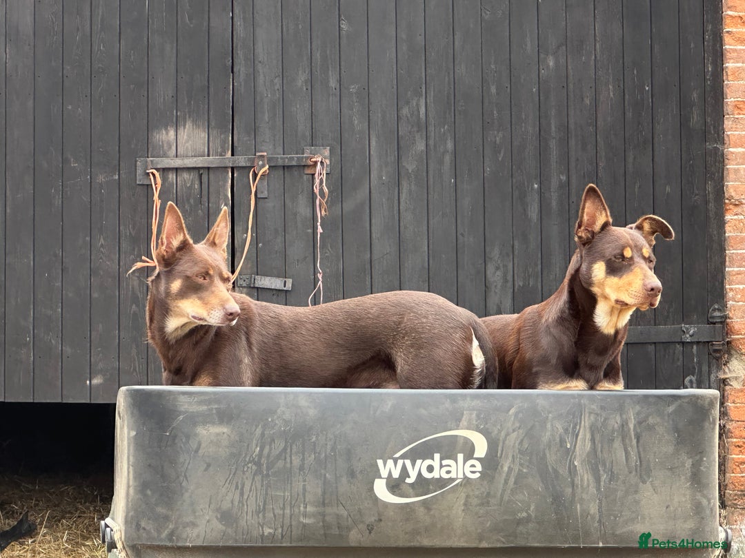 Australian Kelpie dogs for sale: Australian Kelpie 6 months male - Advert 9