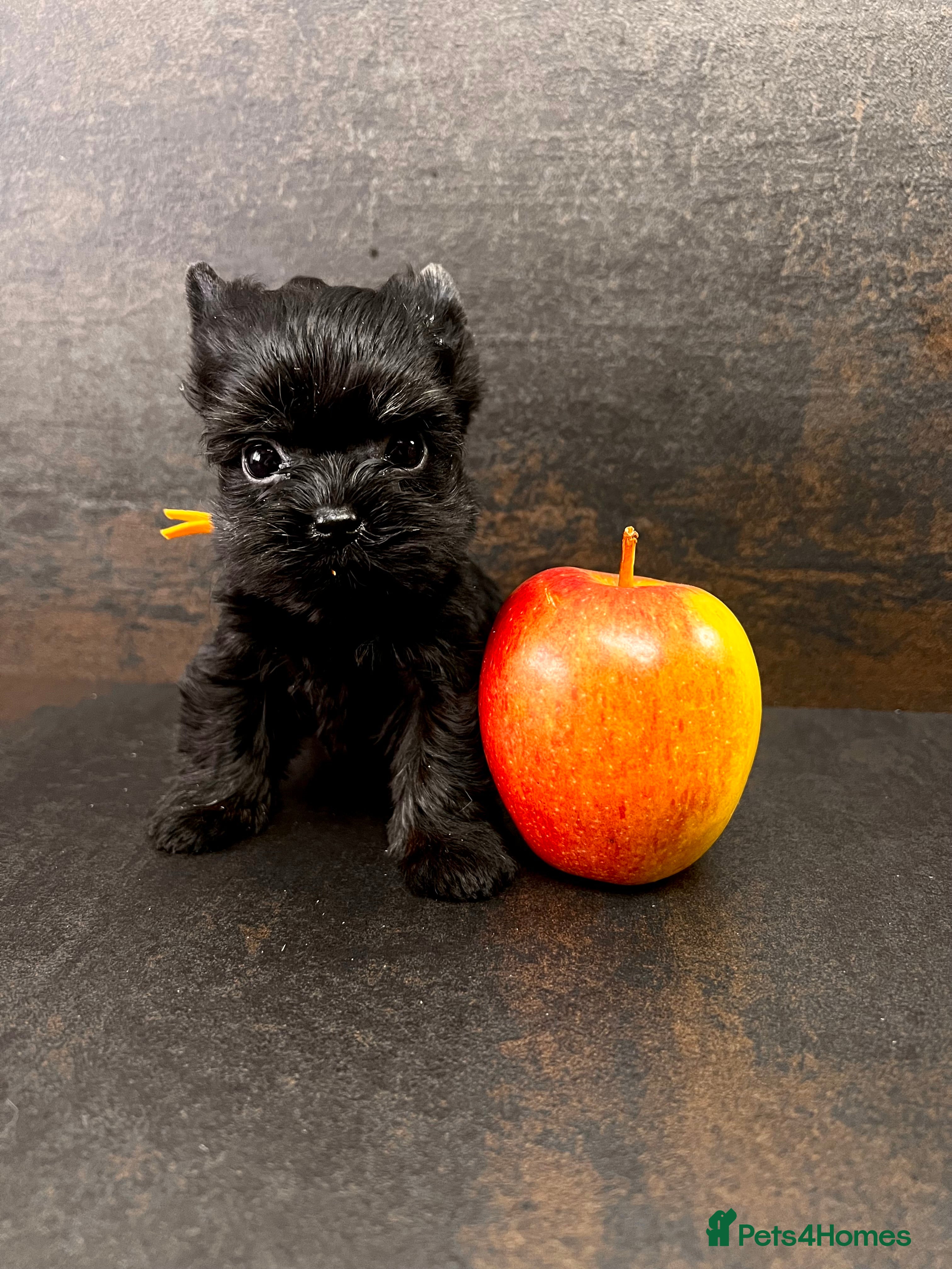 Yorkshire Terrier dogs ❀ Miniature Yorkshire Terriers – 4 Girls  ❀ - Advert 8