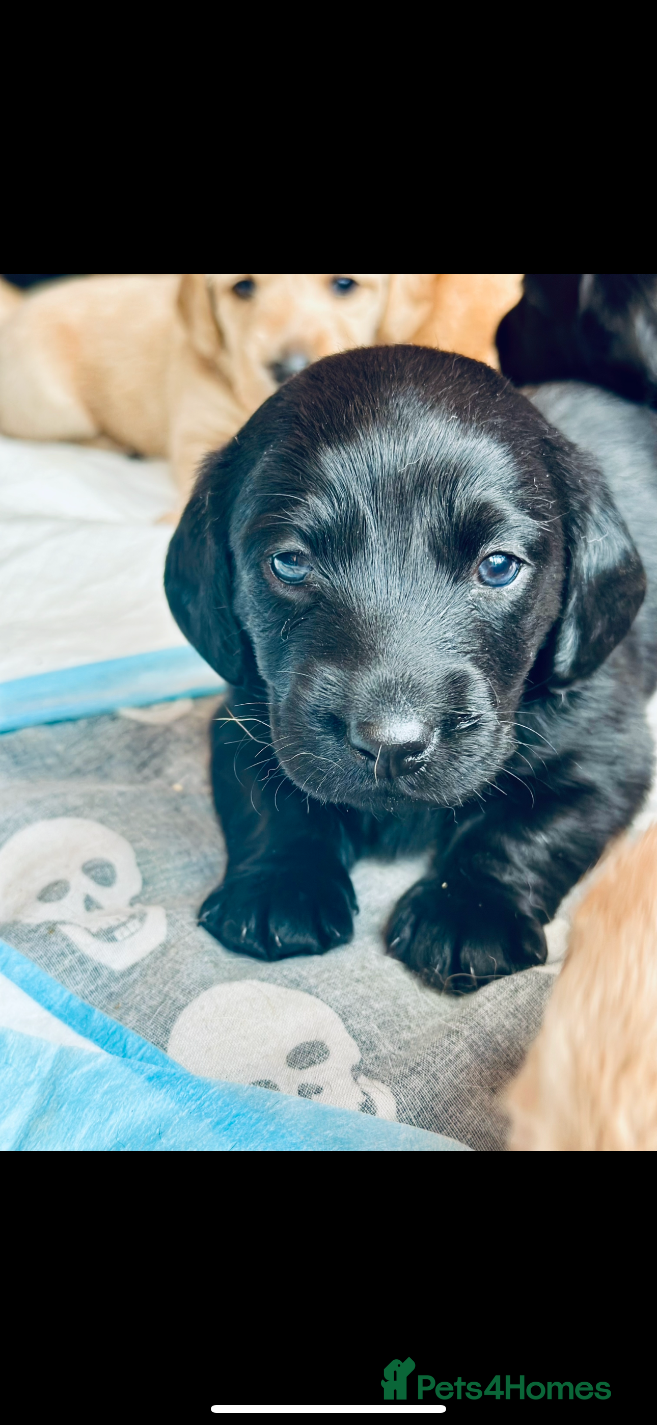 Mixed Breed dogs Dachsador  - Advert 5