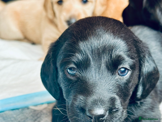 Mixed Breed dogs Dachsador - Advert 5