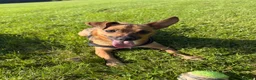 Jackshund dogs for sale: JACKSHUND PUPS  - Advert 2