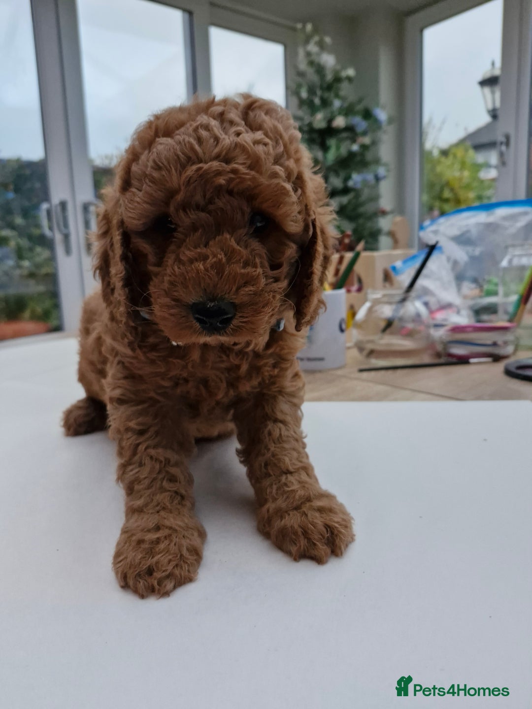 Miniature Poodle dogs for sale: Outstanding Show Quality MInature Poodles - Advert 6