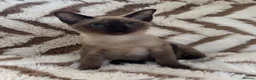 Tonkinese cats for sale: Exceptional pedigree Tonkinese - Advert 9