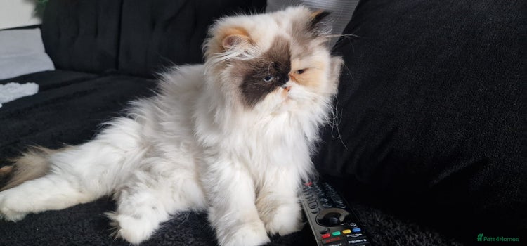 Persian cats - Advert 1