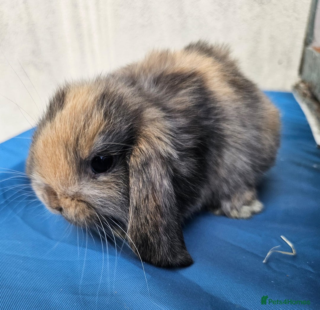Mini Lop rabbits for sale: Purebred Minilops Available To Reserve - Image 8