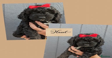 Cockapoo dogs - Advert 2