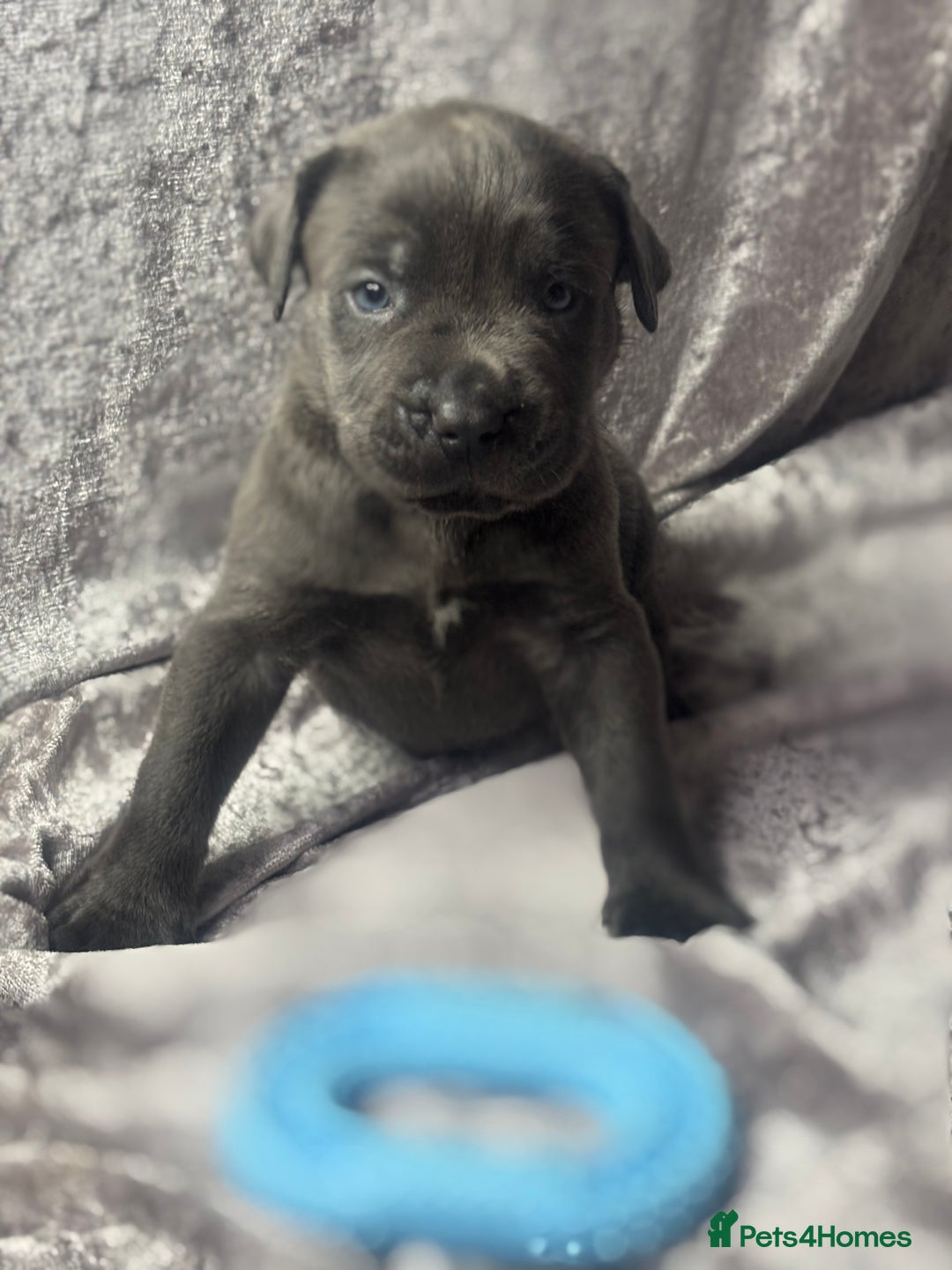 Neapolitan Mastiff dogs for sale: 💙 Neapolitan Mastiff Puppies champion bloodline💙 - Advert 9