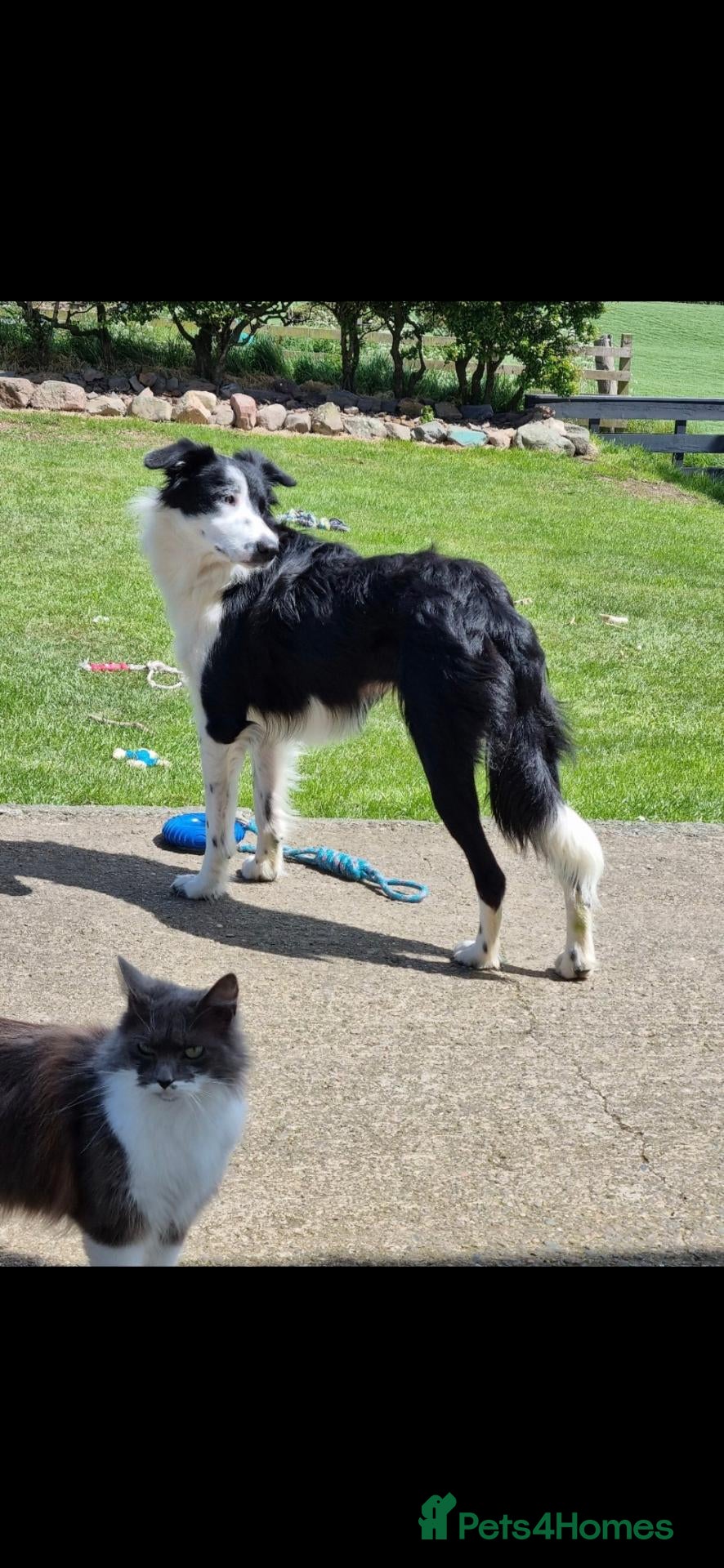 Border Collie dogs 2 female pups for sale. Ready now - Advert 2