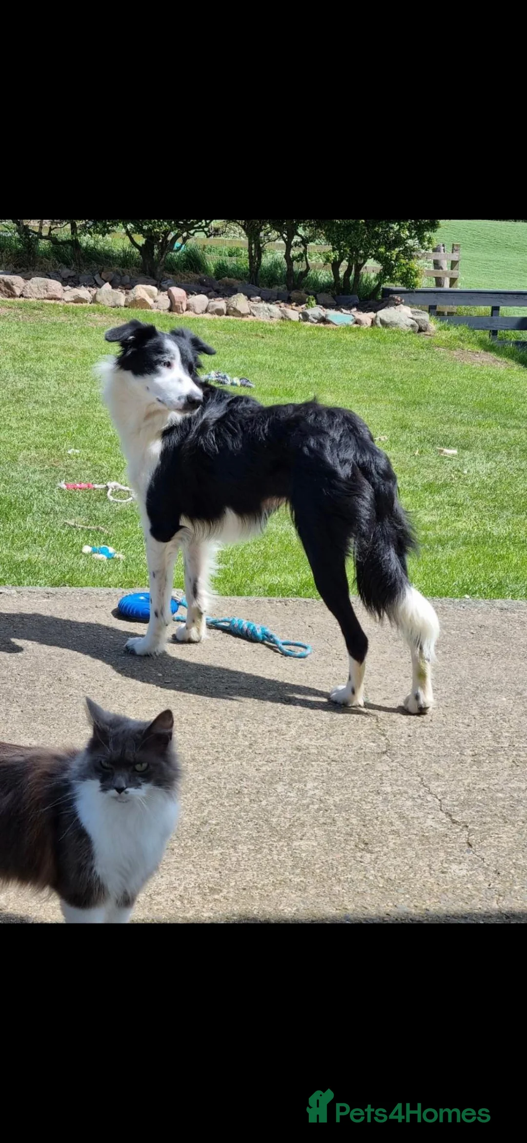 Border Collie dogs for sale: 2 female pups for sale. Ready now in Stranraer - Advert 2