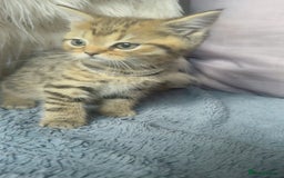 Mixed Breed cats for sale: Beautiful kittens in Leicester - Image 12