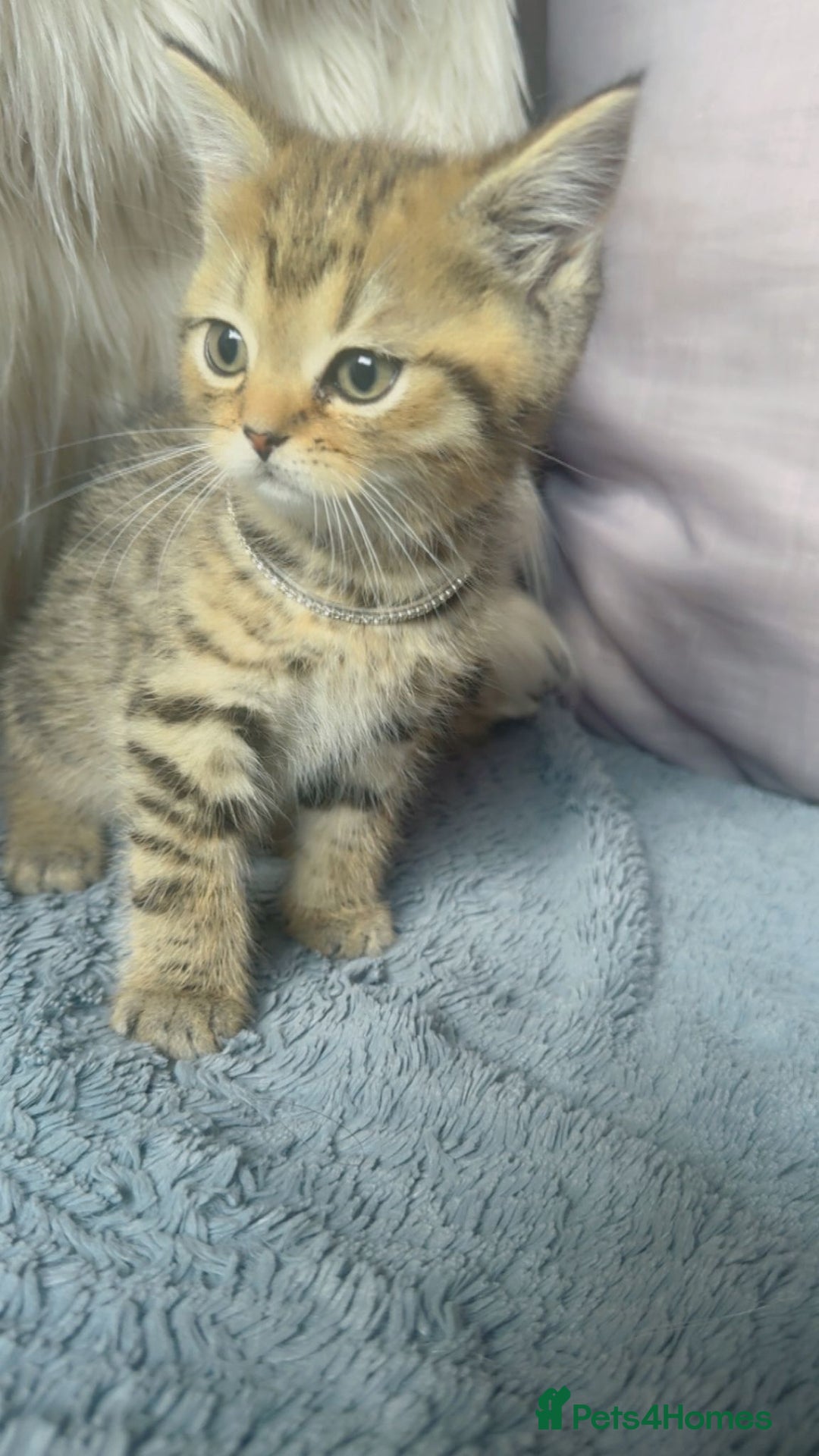 Mixed Breed cats for sale: Beautiful kittens in Leicester - Image 12