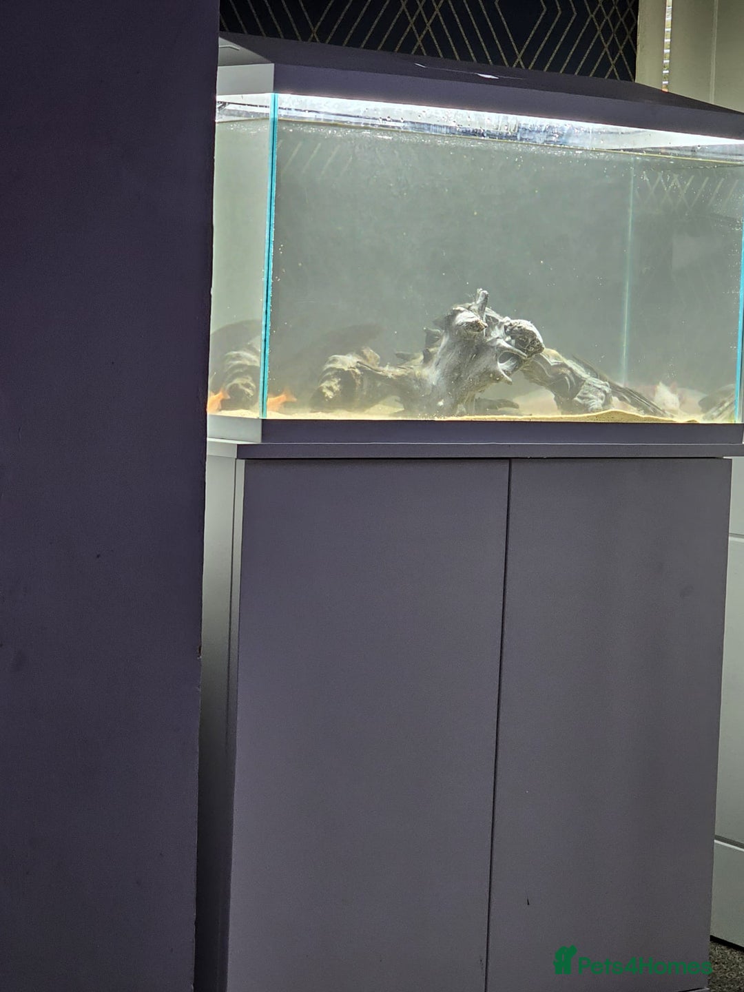 Axolotl reptiles for sale: 2 axalotols - Advert 2