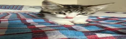 Mixed Breed cats for sale: Kitten - Advert 4