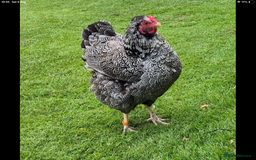 Chickens poultry for sale: Wyandotte bantams - Image 1