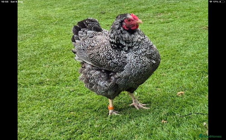 Chickens poultry - Advert 1