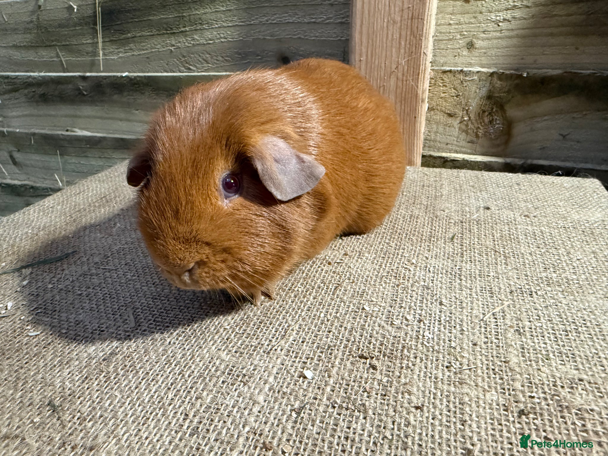 Guinea Pig rodents Guinea pigs available - Advert 9