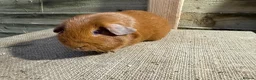 Guinea Pig rodents for sale: Guinea pigs available - Advert 3