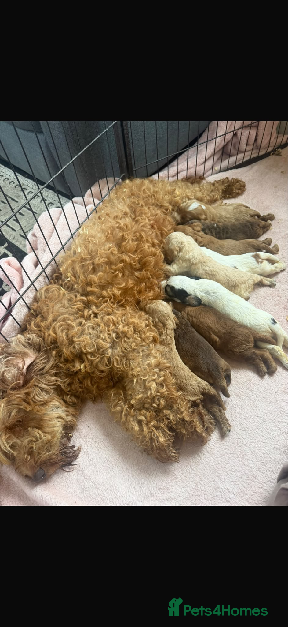 Cockapoo dogs Cockapoo puppies - Advert 18