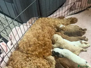 Cockapoo dogs Cockapoo puppies - Advert 1