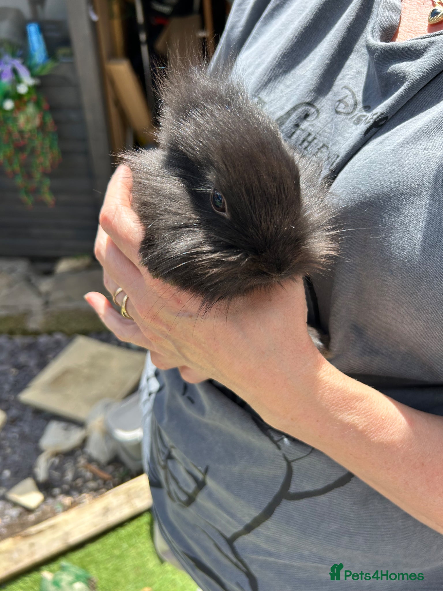 Mixed Breed rabbits for sale: Baby Bunnys  - Advert 4