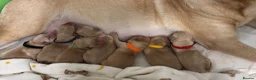 Labrador Retriever dogs for sale: Labrador Retriever Puppies - Advert 1