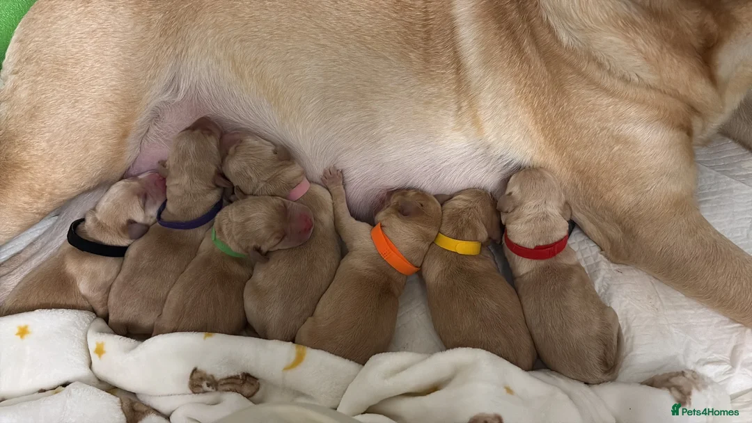 Labrador Retriever dogs for sale: Labrador Retriever Puppies - Advert 1