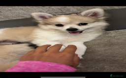 Pomchi dogs for sale: Pomchis for sale  - Image 2