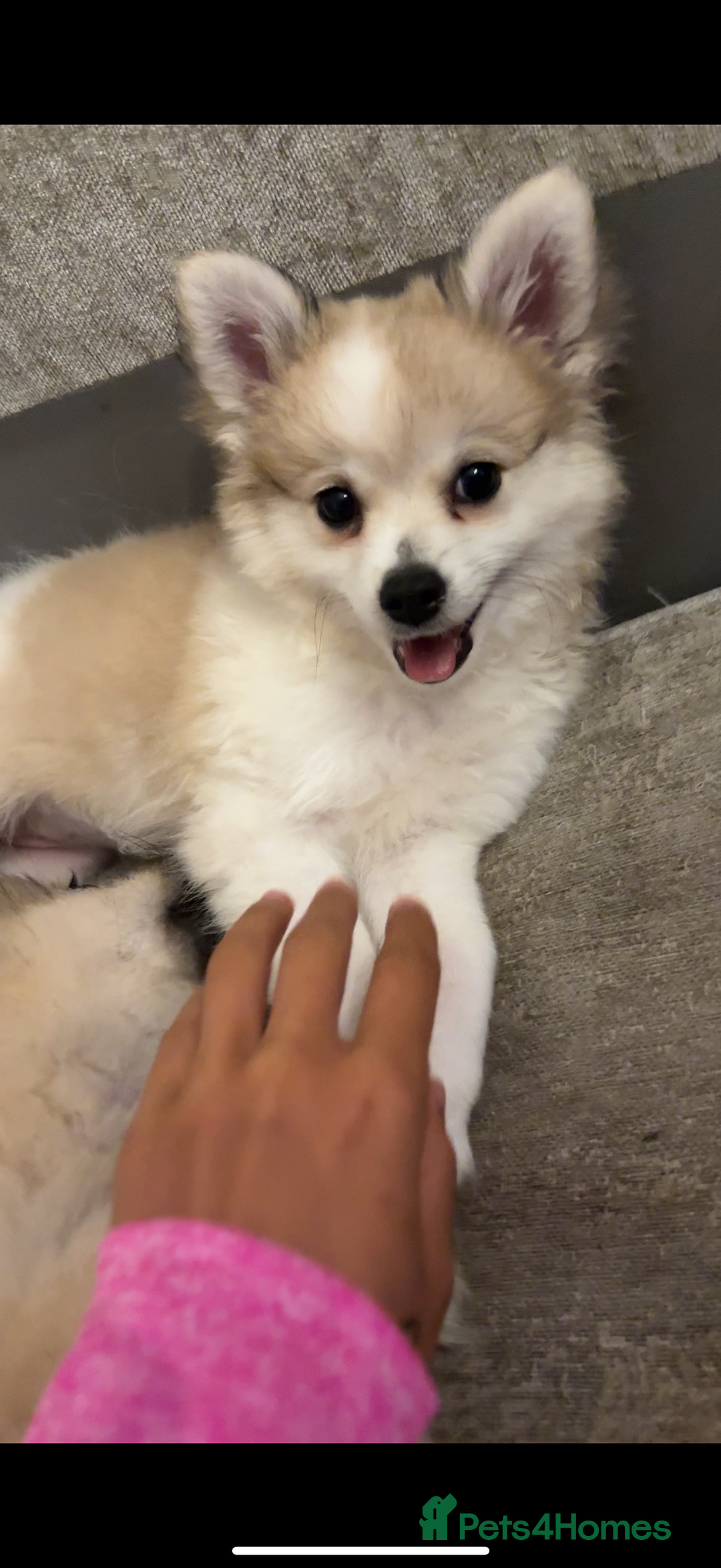 Pomchi dogs for sale: Pomchis for sale  - Image 2