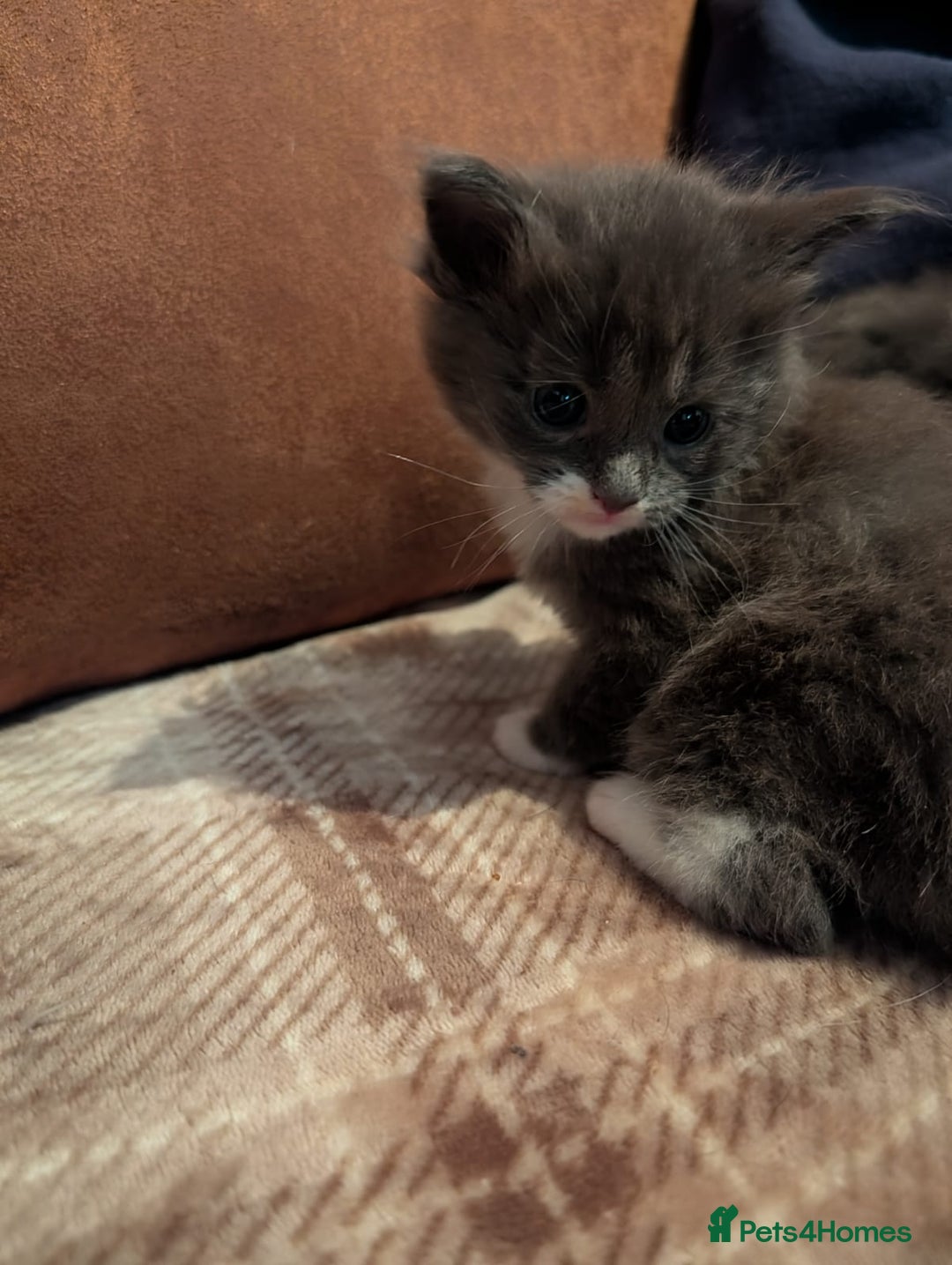 Maine Coon cats for sale: Beautiful Blue Maine Coon kittens - Advert 15