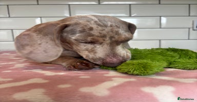 Miniature Dachshund dogs in Porthmadog - Advert 15